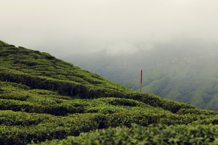Darjeeling Tour Packages