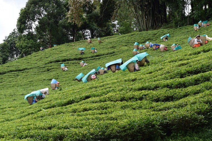 Darjeeling Honeymoon Packages