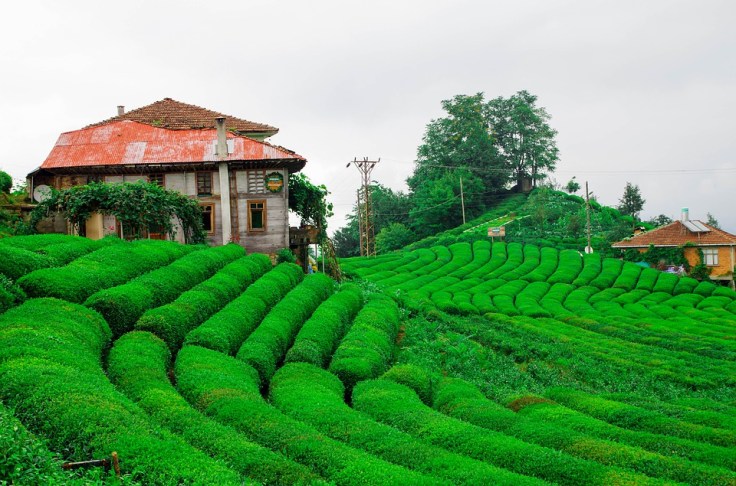 6 Nights 7 Days Darjeeling Tour Package