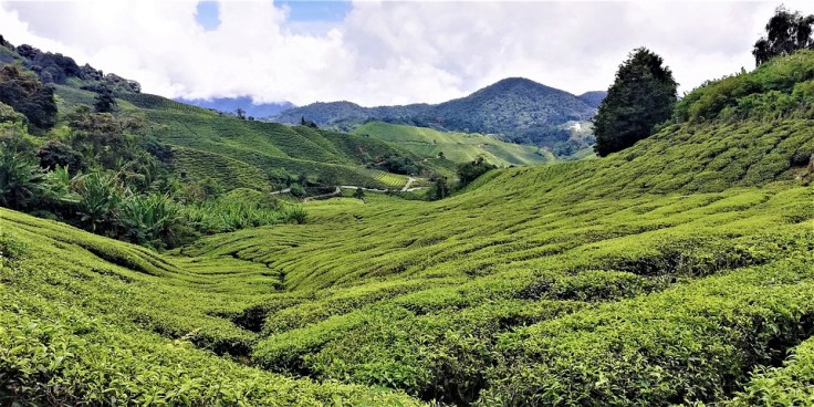 4 Nights 5 Days Darjeeling Tour Package